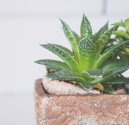 Photo by Jessica Lewis on Unsplash