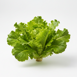 Salat 1 Stk (Kopf)